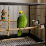DIY Parrot Cage Setup: Safe & Comfortable Housing Ideas