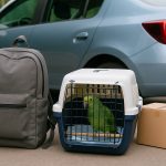 Safe Travel Tips When Moving with a Parrot