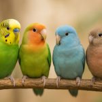 Small Parrots with Big Personalities: Budgies, Lovebirds & More